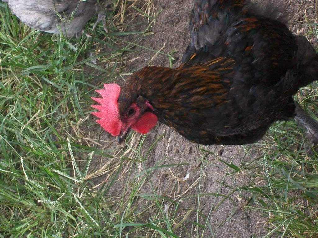 turkey007.jpg