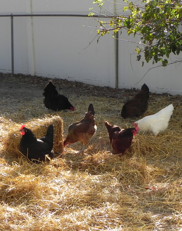 hay-chickens.jpg