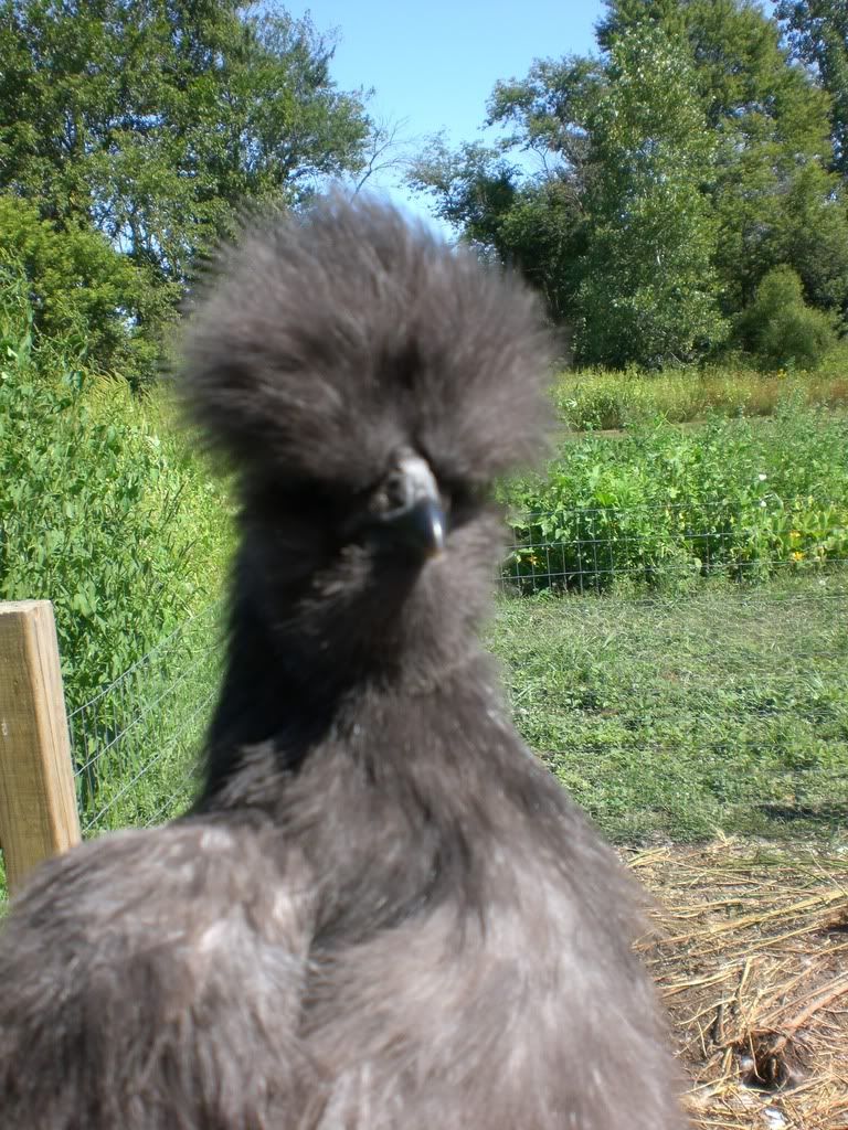 8-26-08006.jpg