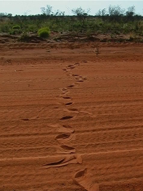 snake_tracks.jpg