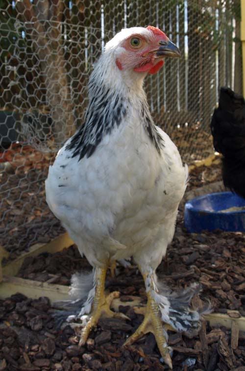 brahma2-1.jpg