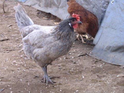 800x600px-LL-4749f82f_andalusian-4593-75664.jpeg