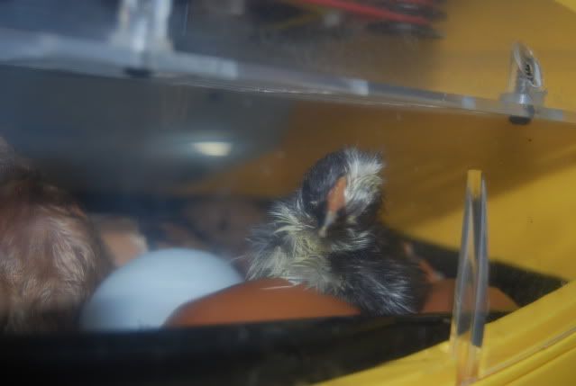 chicks045.jpg