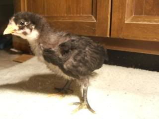 TSCChicks41609103.jpg