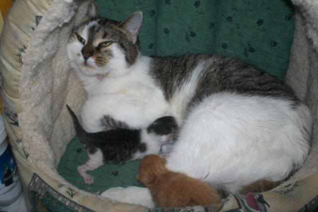 Mamacatbirthing082-1.jpg