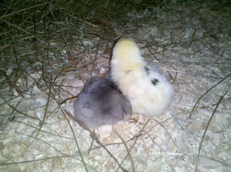2011-05-18_19-09-56_380.jpg