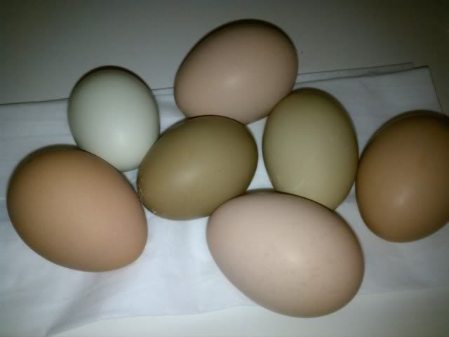firstoliveeggs.jpg