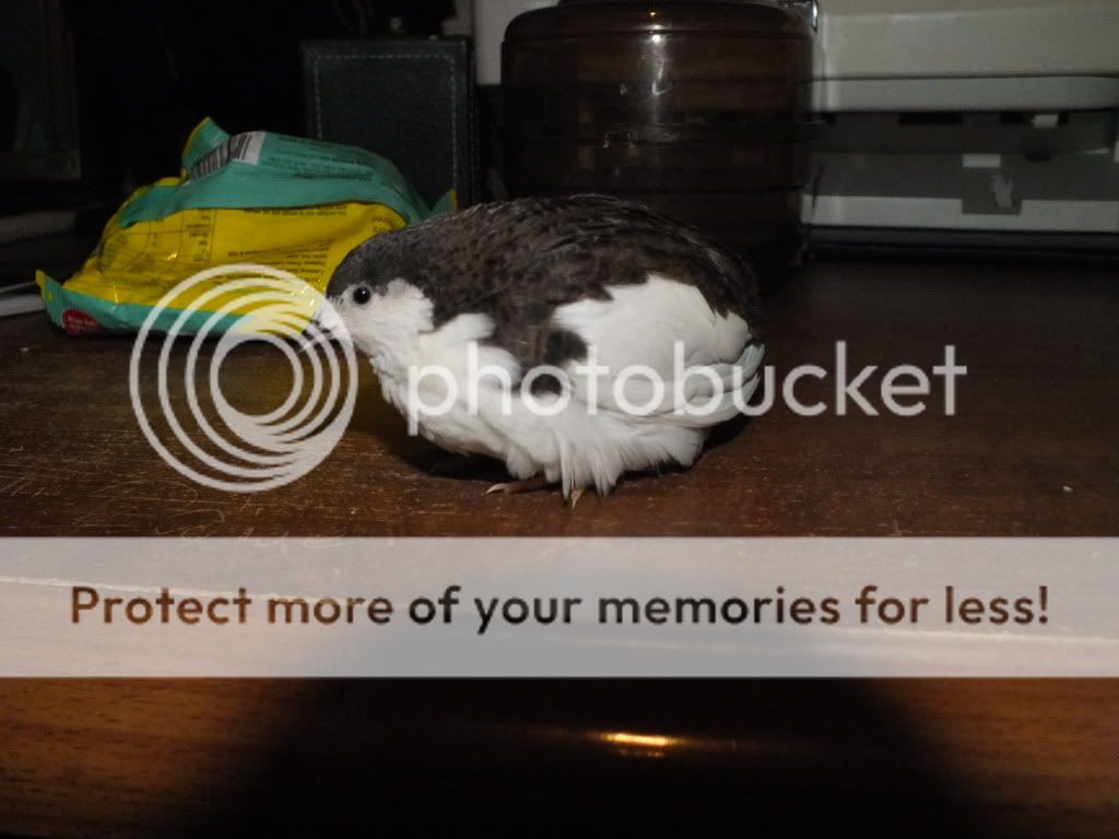DSCF9146.jpg