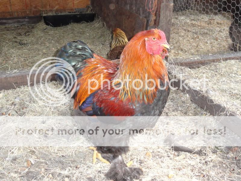 Chickens_2011003.jpg