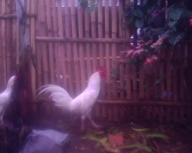 ayam-kampung-putih-0.jpg