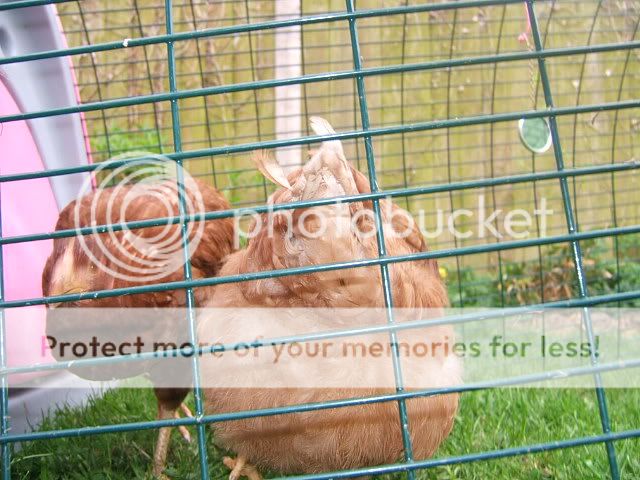 chooks006.jpg