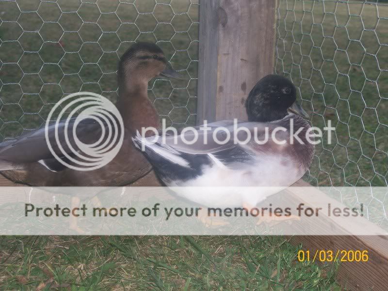 callducks004.jpg