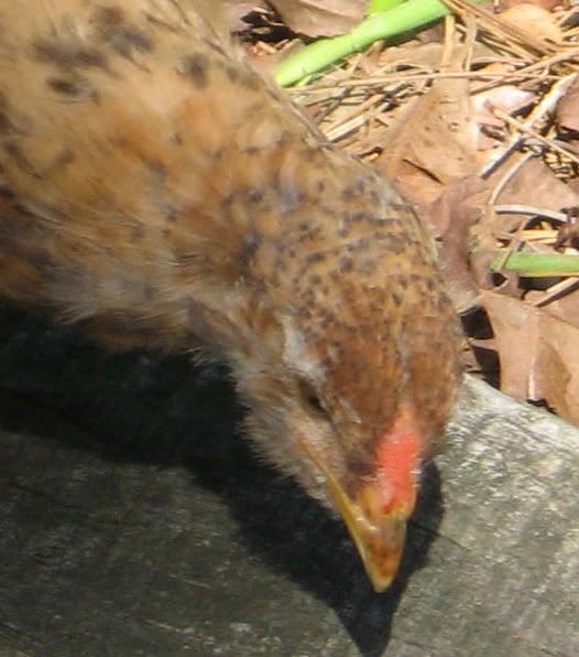 chick4.jpg