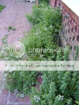 herbs4.jpg