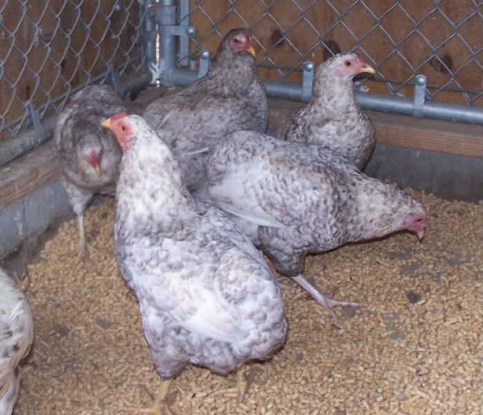 CuckooAraucanas005.jpg