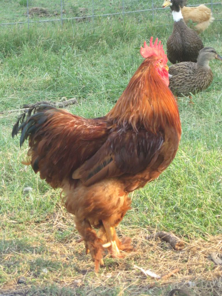 Chickens008.jpg