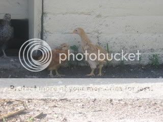 IMG_0736.jpg