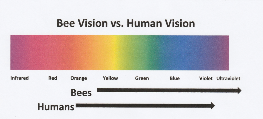 4Eyes-1050x478.png