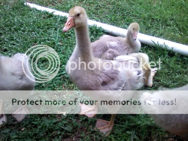 goose3.jpg