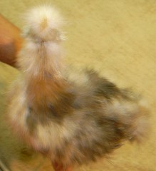 5539742423_5296db3e36_m.jpg