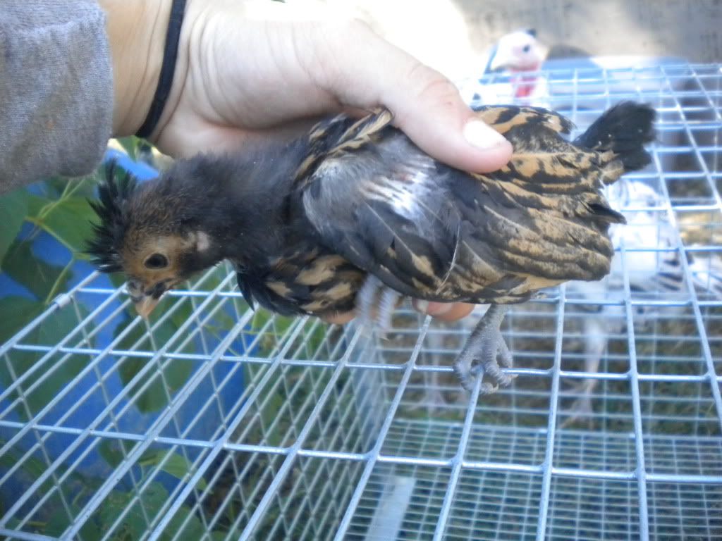 chicksat1month036.jpg
