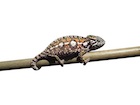 buy-carpet-chameleon.jpg