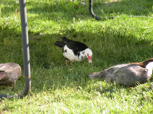 DSCN3075.JPG