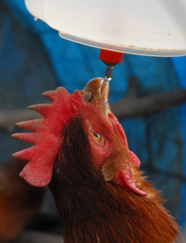 20081210avianaquamiser.jpg