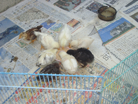 900x900px-LL-39de3fe9_chicken5.png