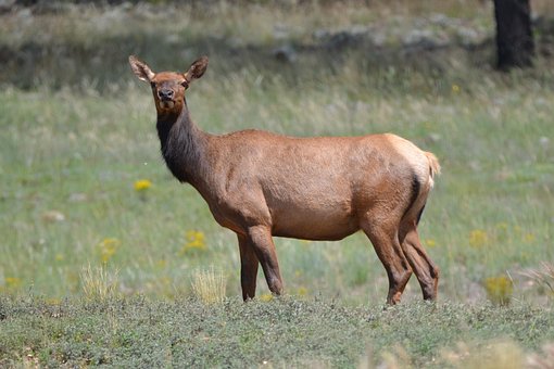 elk-1186208__340.jpg