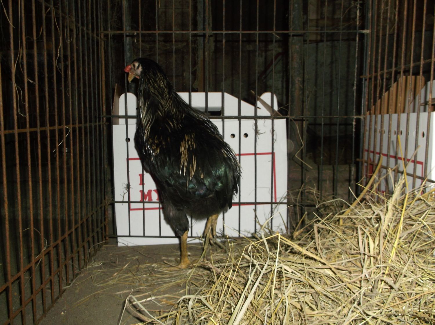 200x200px-ZC-49fa7752_2013-09-07Roosters029.jpeg