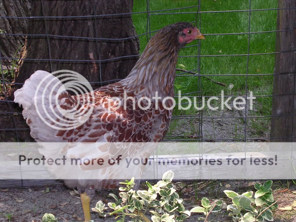 cochins054.jpg