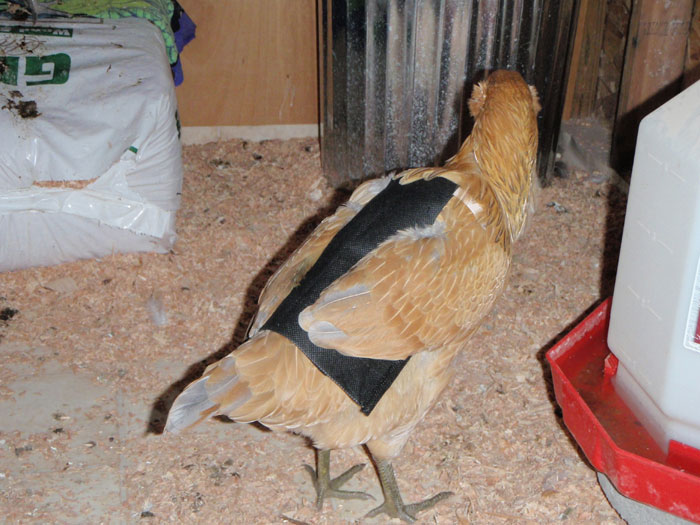 chicken-cape.jpg
