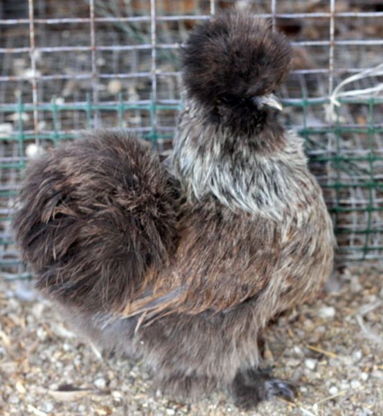 Silver Partridge Silkie | Fancy chickens, Silkies, Silkie chickens