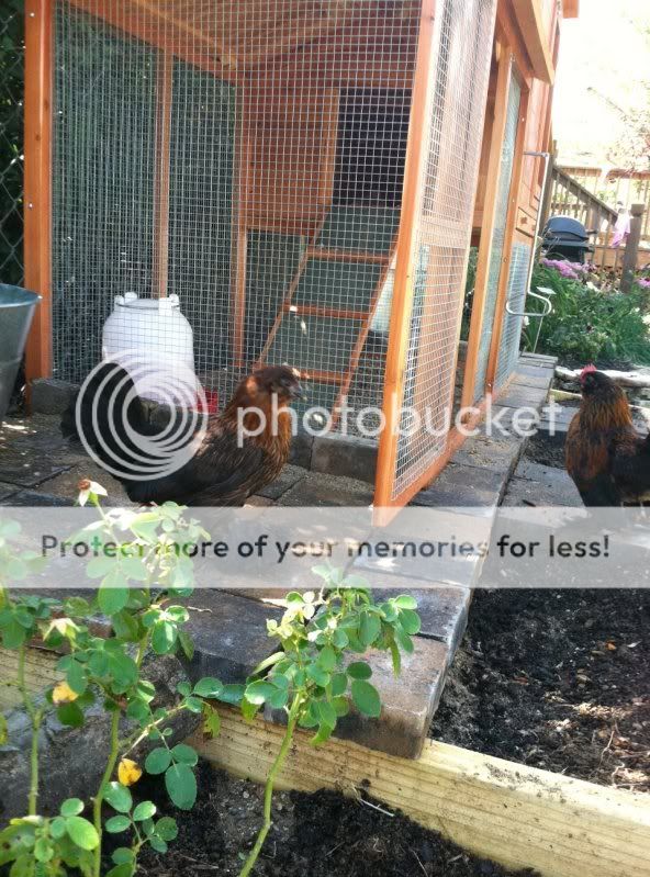 RedBlackPullet.jpg