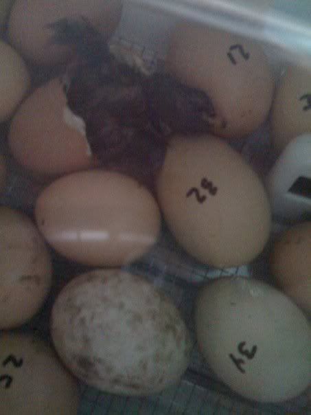 2chick1.jpg