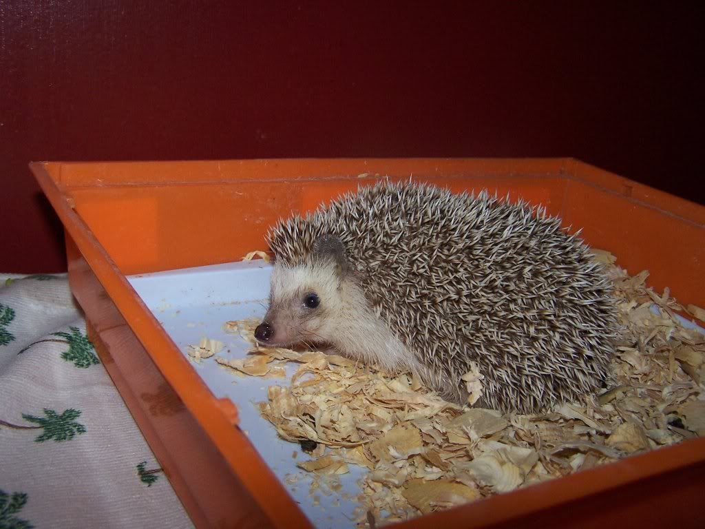 Chinquapin.jpg