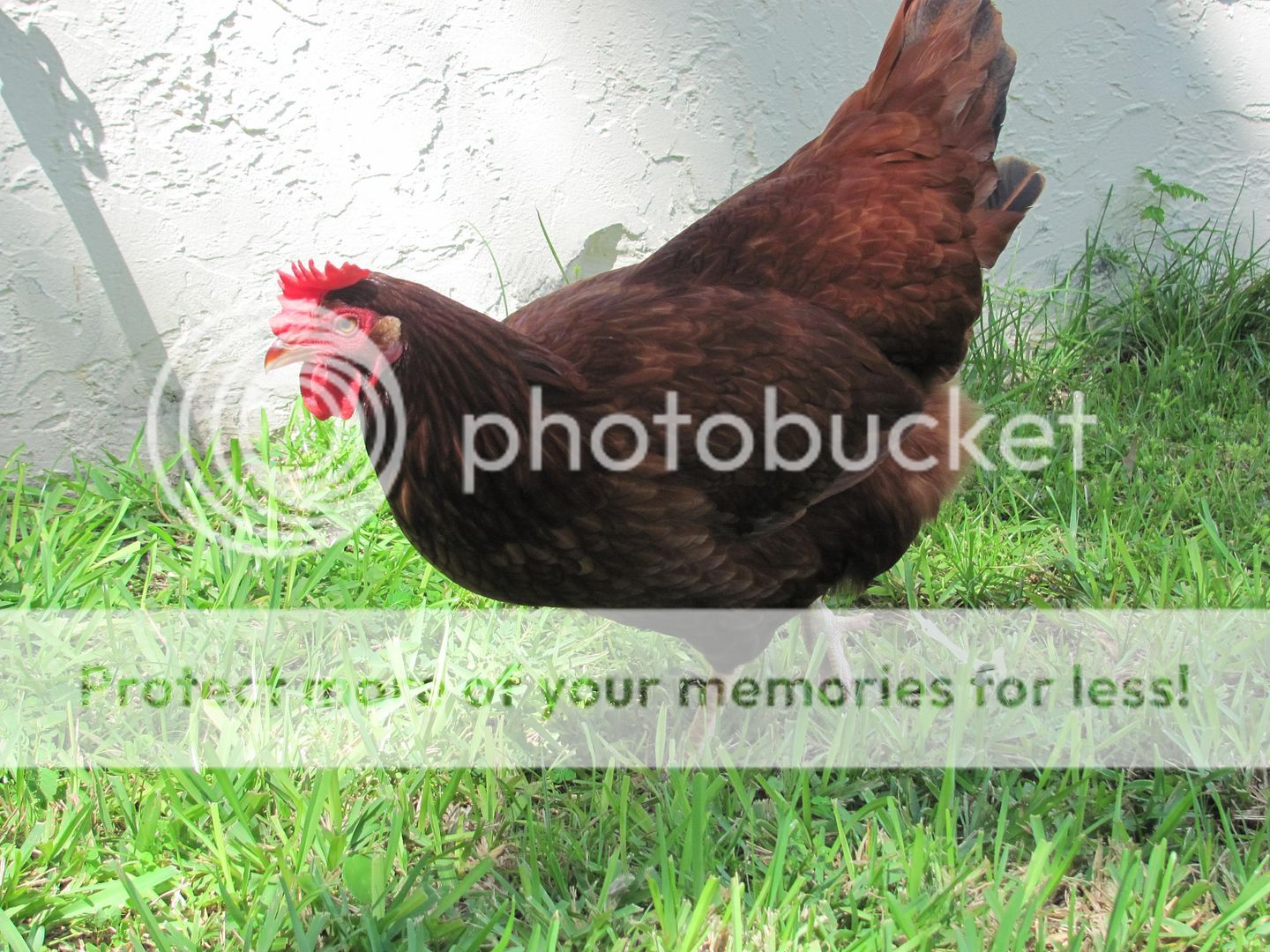 Chickenupdate028.jpg