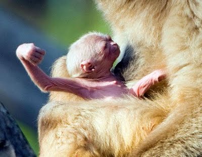 Baby-Animals-4.jpg