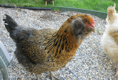 ameraucana1.png