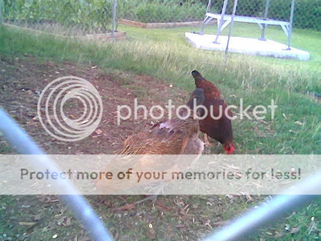 chicken1and2.jpg