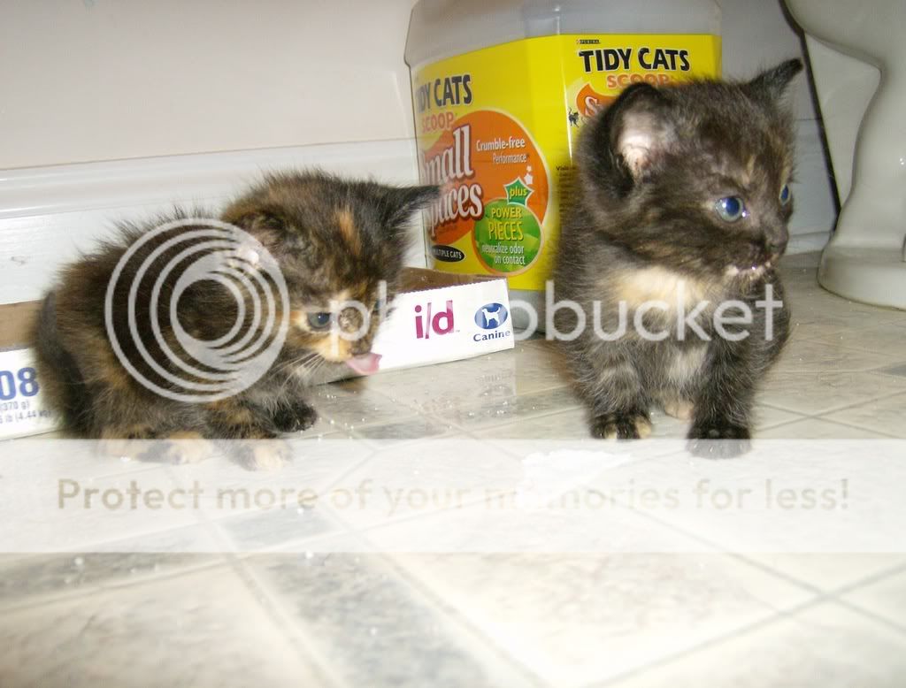 Kittens005.jpg