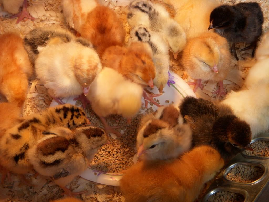 chicks092.jpg