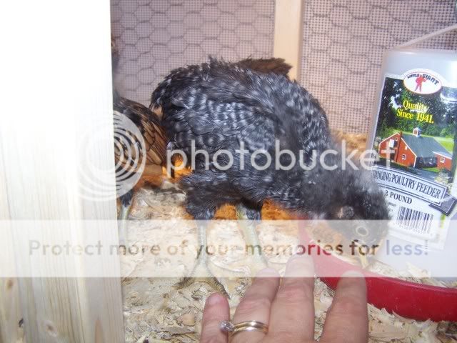 Orderhatched019.jpg