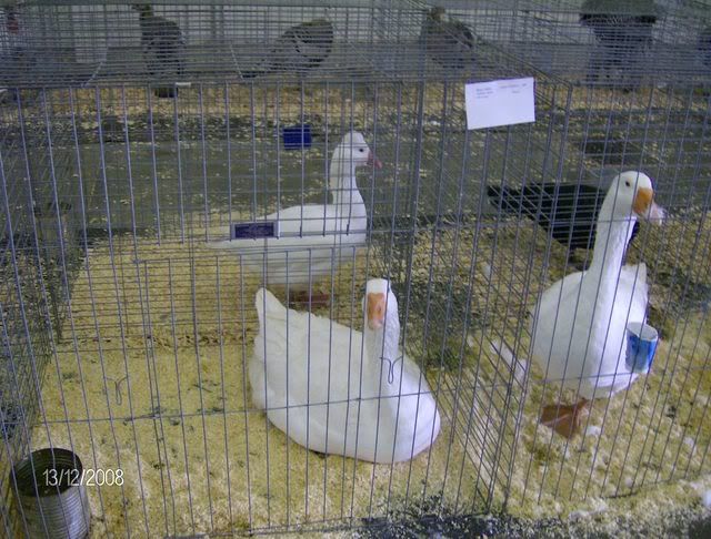 StocktonShow1-12-08014.jpg