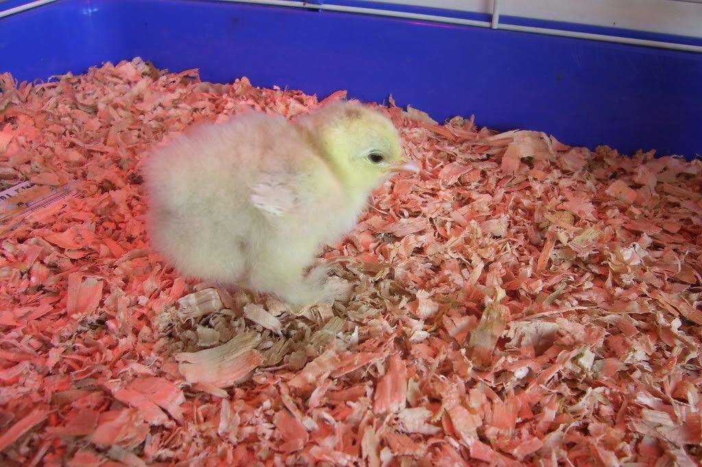 cochinfrizzle4.jpg