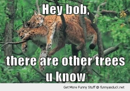 funny-other-trees-lynx-big-cats-pics.jpg