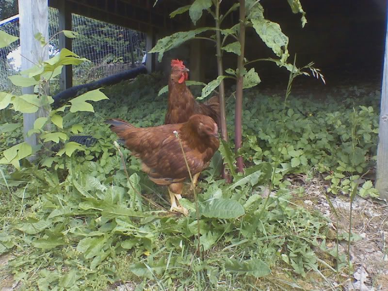 redchickens5.jpg