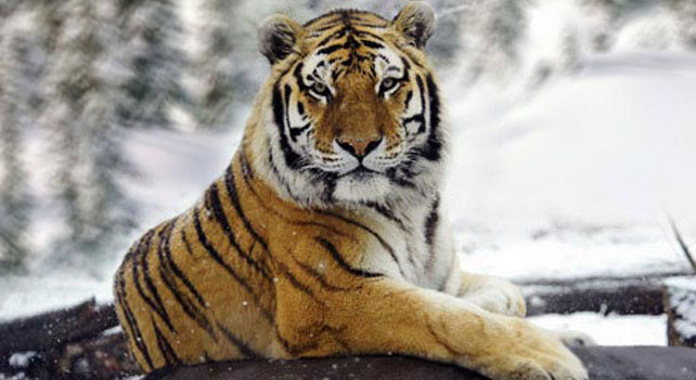 siberian-tiger-fierce.jpg