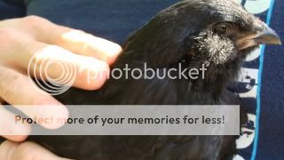 Ellehackle042711.jpg